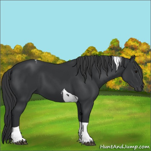 Horse Color:Black Tobiano 
