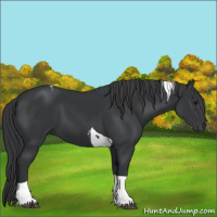Horse Color:Black Tobiano