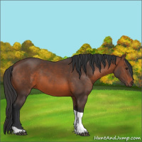 Horse Color:Brown Tobiano Rabicano 
