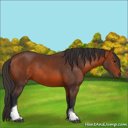 Horse Color:Bay Tobiano Rabicano