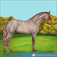 Horse Color:Red Roan 