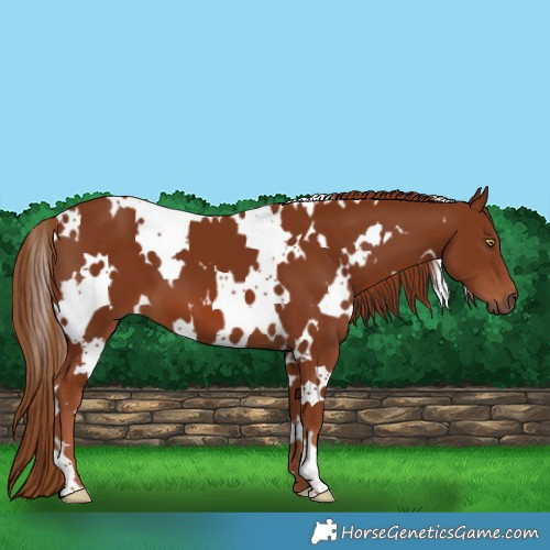 Horse Color:White Spotted Chestnut 