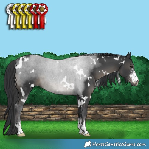 Horse Color:White Spotted Black Sabino 