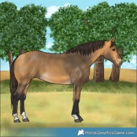 Horse Color:Buckskin 