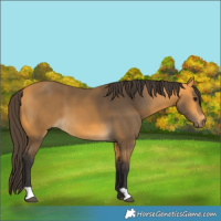 Horse Color:Buckskin 