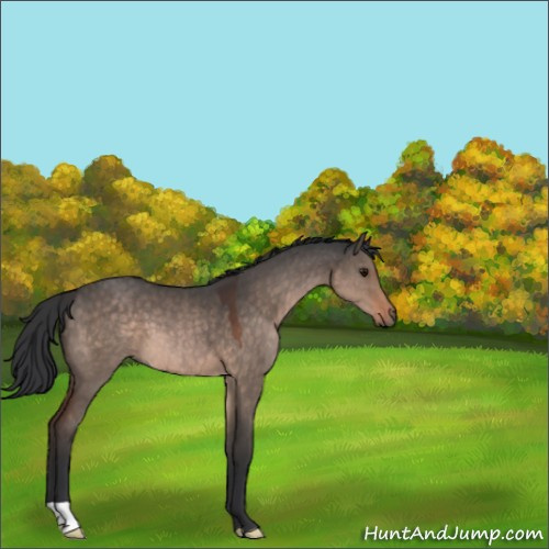 Horse Color:Brown Dun 