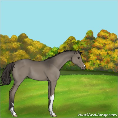 Horse Color:Smoky Grullo 