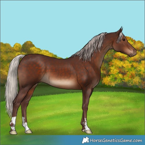 Horse Color:Chocolate Silver Bay 