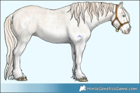 Horse Color:Perlino Sabino  and Perlino Sabino 