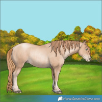 Horse Color:Gold Champagne Pearl Rabicano and Gold Champagne Pearl Rabicano