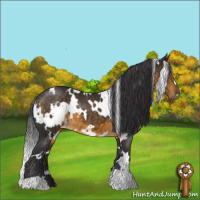 Horse Color:White Spotted Buckskin