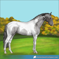 Horse Color:Smoky Black Tobiano