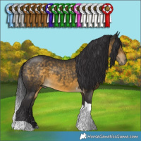 Horse Color:Buckskin Tobiano