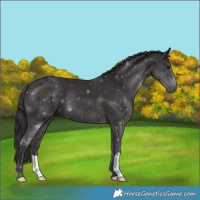 Horse Color:Smoky Black 