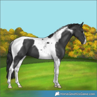 Horse Color:Black Tobiano 