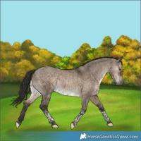 Horse Color:Brown Dun Tobiano 