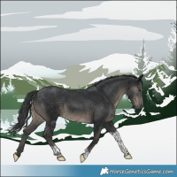 Horse Color:Black Tobiano 