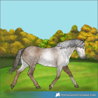 Horse Color:Gray Liver Red Dun Tobiano
