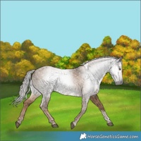 Horse Color:Gray Liver Red Dun Tobiano 
