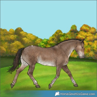 Horse Color:Liver Red Dun Tobiano 