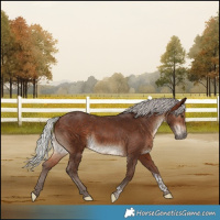 Horse Color:Silver Brown Tobiano