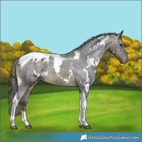 Horse Color:White Spotted Buckskin Tobiano Blanket Rabicano 