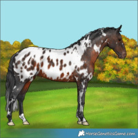 Horse Color:White Spotted Brown Appaloosa 