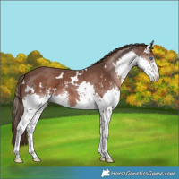 Horse Color:White Spotted Liver Chestnut Sabino Splash 