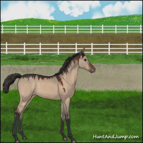 Horse Color:Brown Dun Appaloosa 