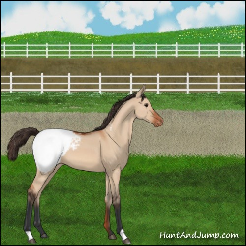 Horse Color:Brown Dun Appaloosa 