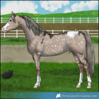 Horse Color:Liver Red Dun Mushroom Appaloosa 