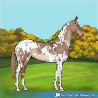 Horse Color:White Spotted Liver Red Dun Tobiano Appaloosa 