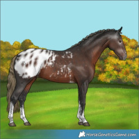 Horse Color:Gray Liver Chestnut Mushroom Sabino Tobiano Appaloosa 