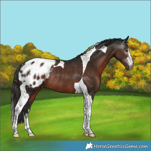 Horse Color:Gray White Spotted Liver Chestnut Tobiano Appaloosa Rabicano 
