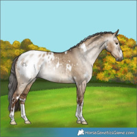 Horse Color:Gray White Spotted Liver Red Dun Appaloosa Rabicano Brindle 