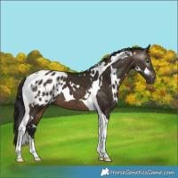 Horse Color:Gray White Spotted Brown Dun Tobiano Appaloosa Brindle 