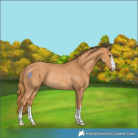 Horse Color:Chestnut Rabicano 