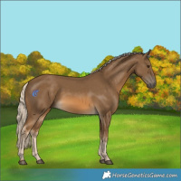 Horse Color:Chocolate Palomino 