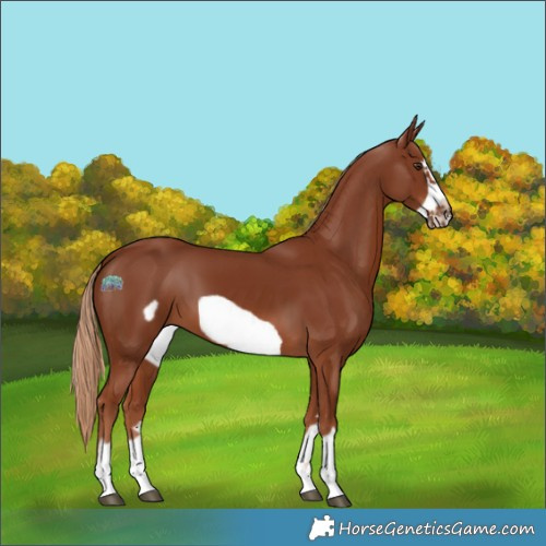 Horse Color:Chestnut Frame 
