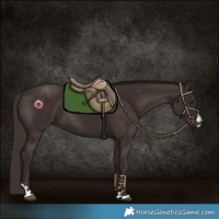 Horse Color:Liver Chestnut 