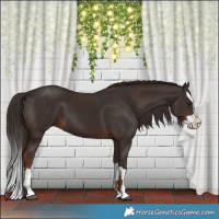Horse Color:Liver Chestnut  and Liver Chestnut Splash 