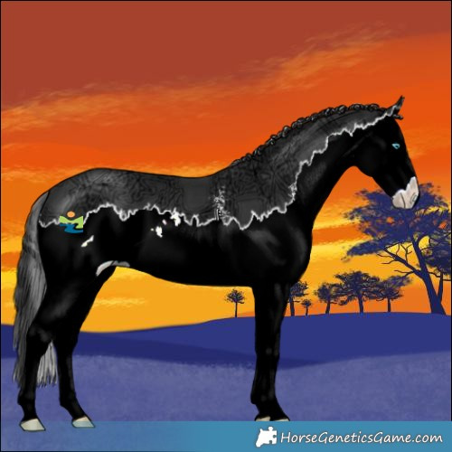 Horse Color:Black Ice Sabino Splash 