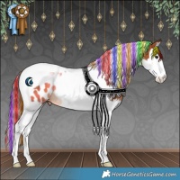Horse Color:Painted Bay Splash Tobiano Appaloosa 