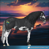 Horse Color:Black Splash 