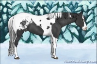 Horse Color:Black Splash Tobiano Appaloosa 