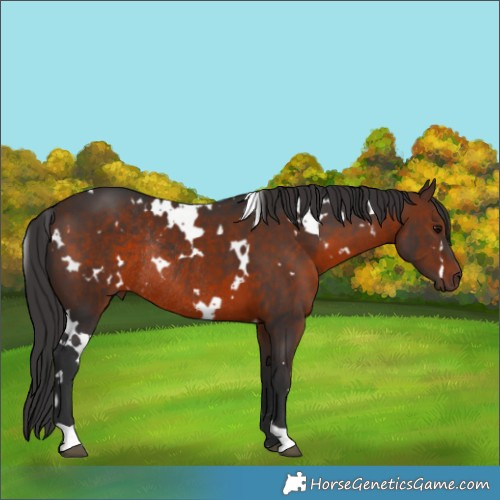 Horse Color:White Spotted Brown Rabicano 