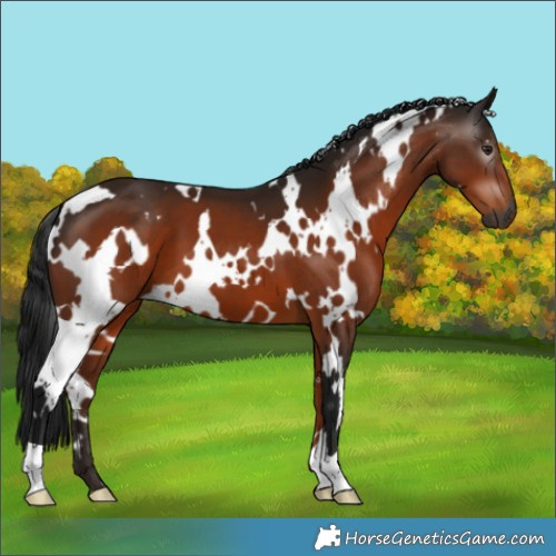 Horse Color:Gray White Spotted Brown 