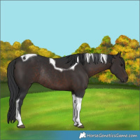 Horse Color:Brown Tobiano Rabicano 