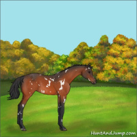 Horse Color:White Spotted Brown Rabicano 