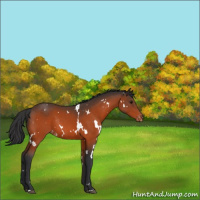 Horse Color:White Spotted Bay Varnish Rabicano